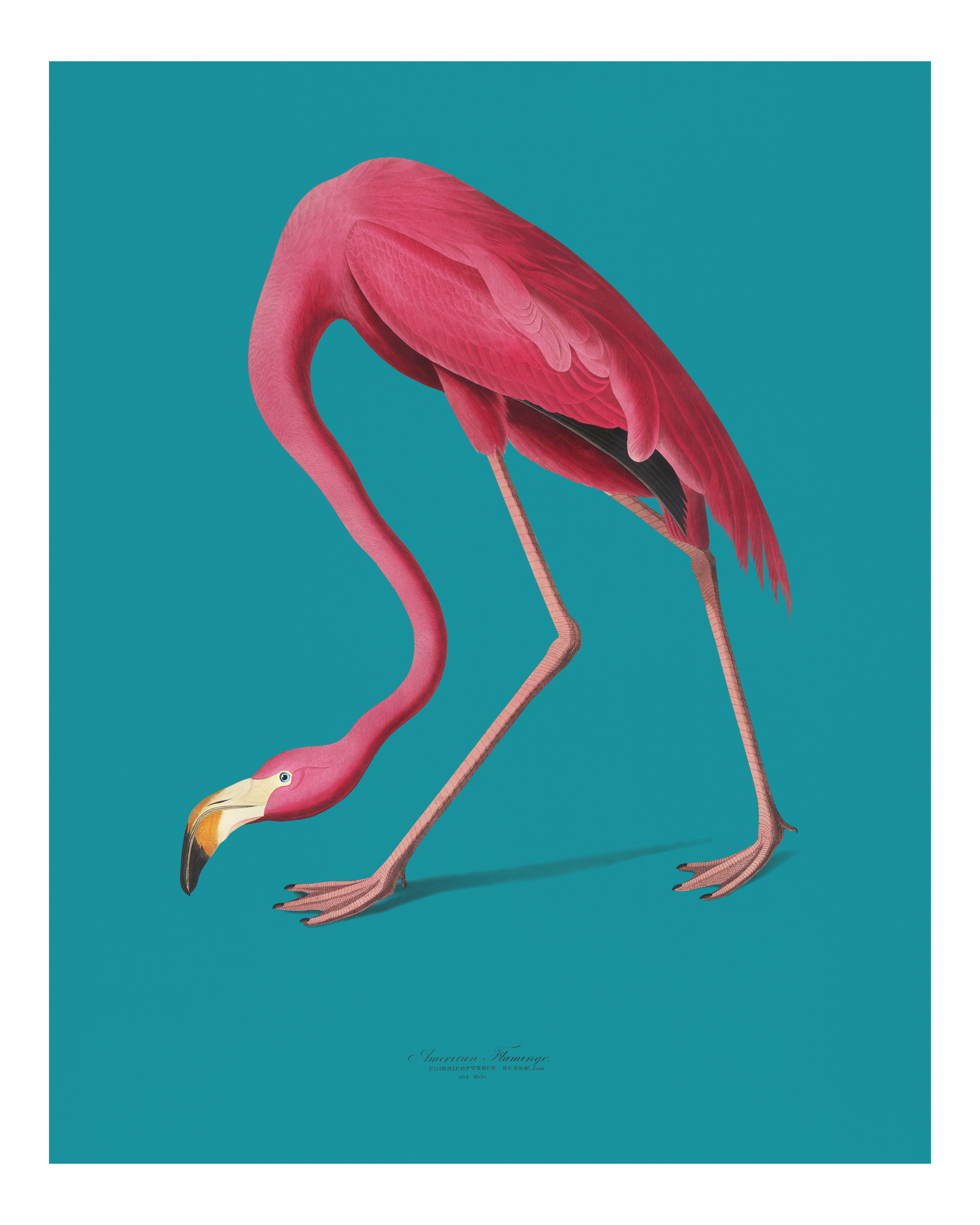 Flamingo Against Teal Blue