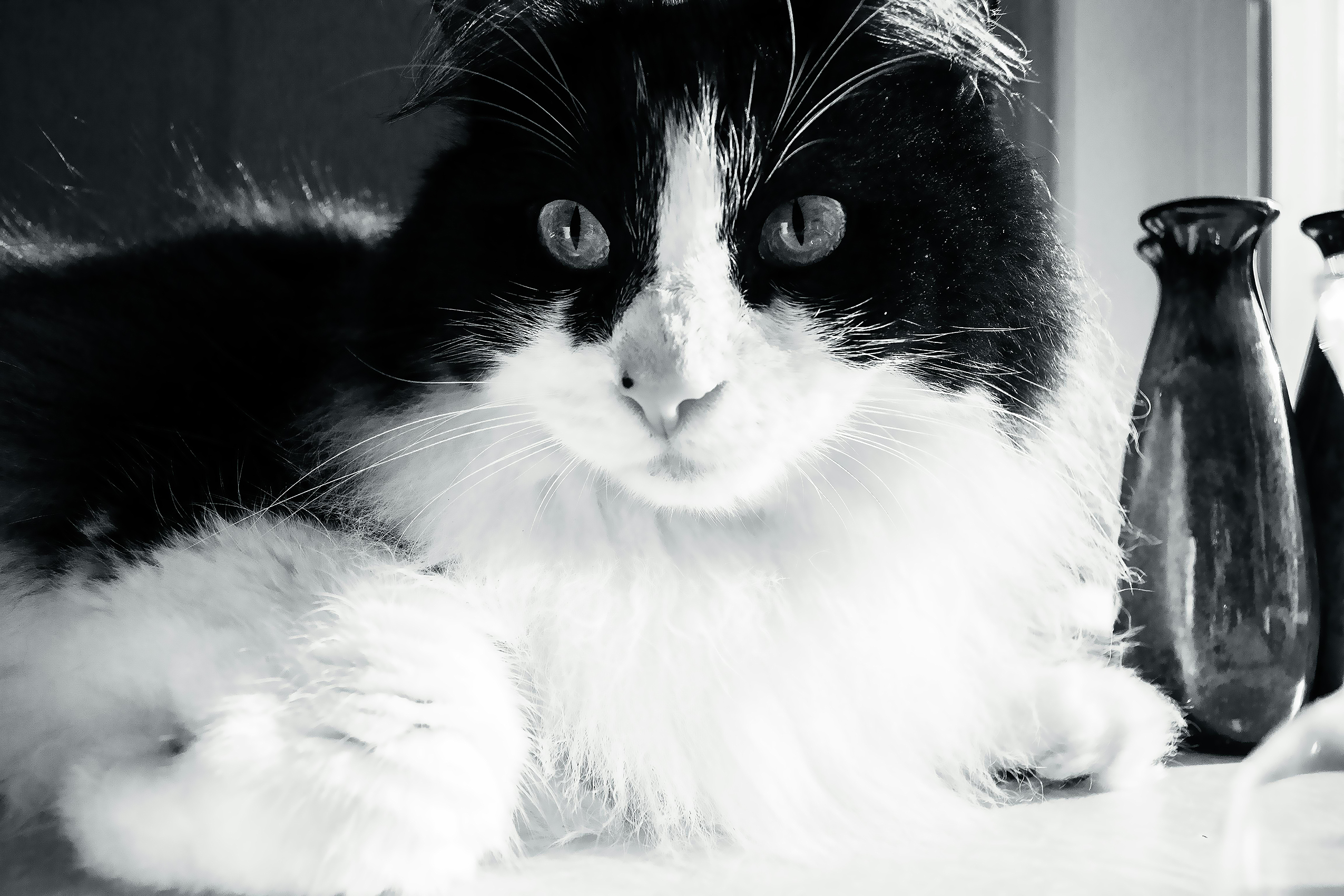 Monochromatic Feline Gaze