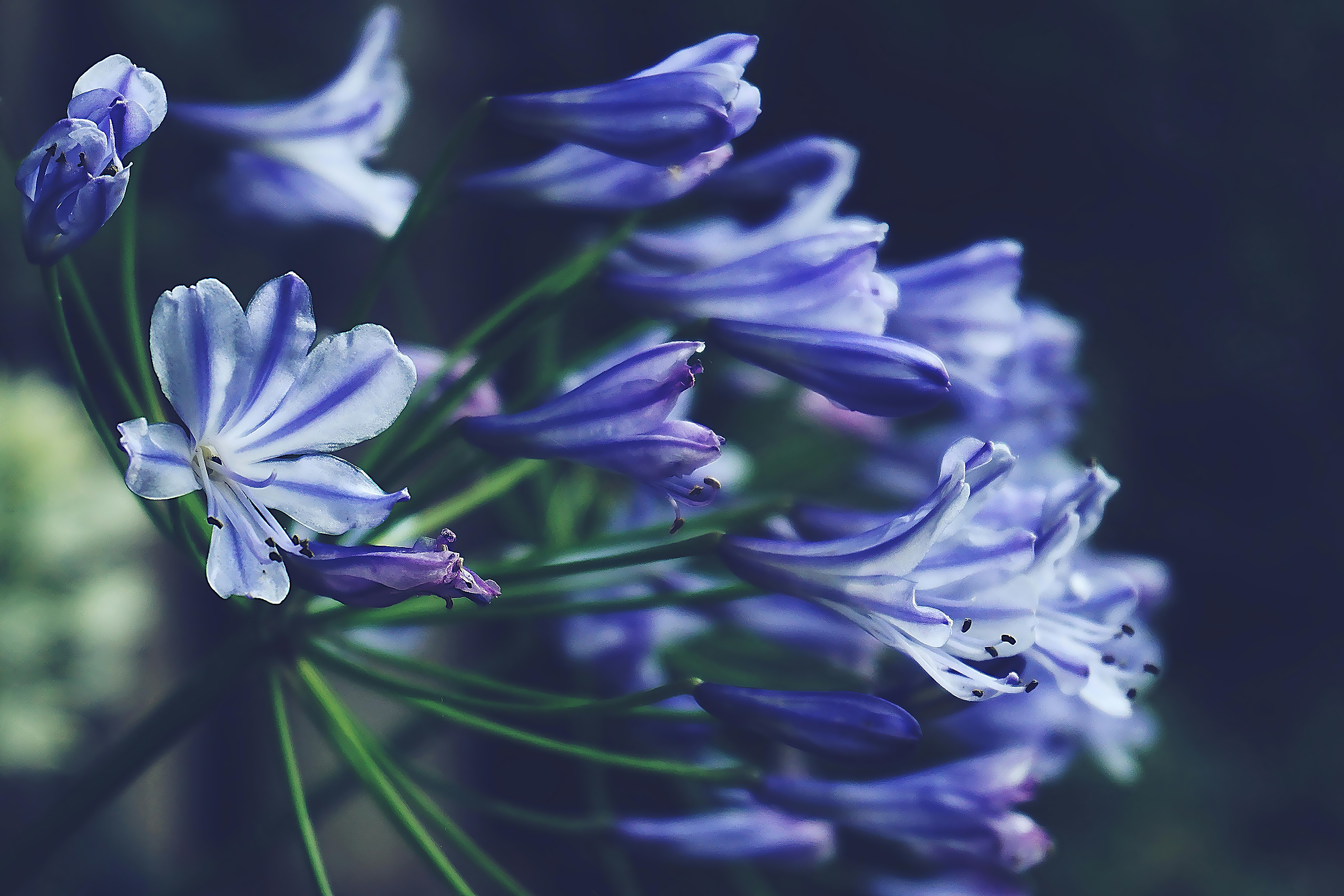 Purple Agapanthus Blooms