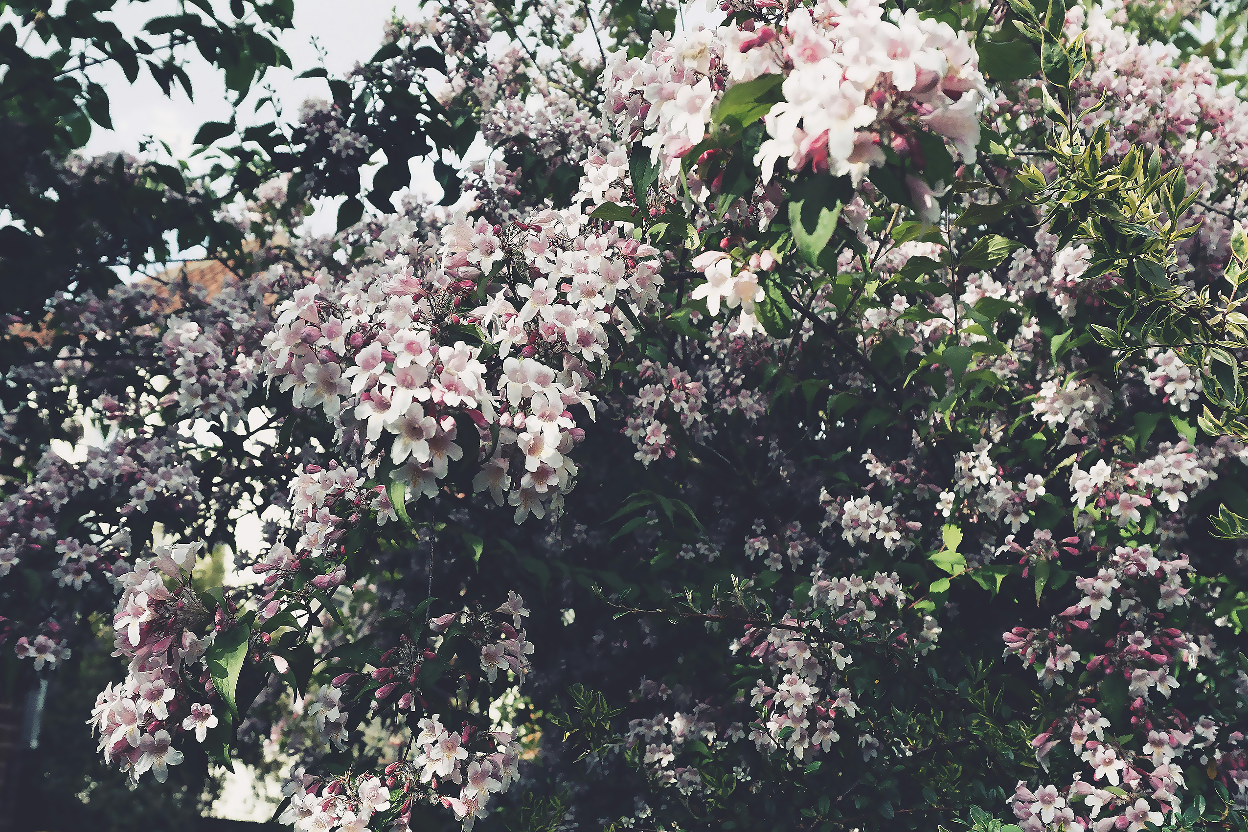 Spring Light Blooms