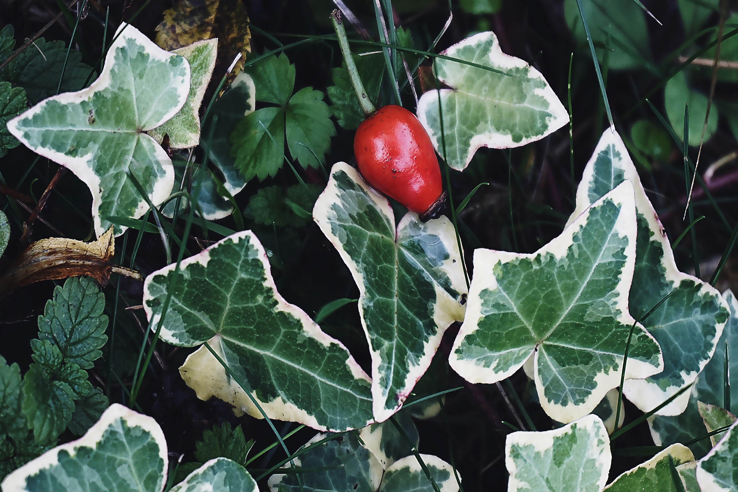 Varied Ivy and Berry